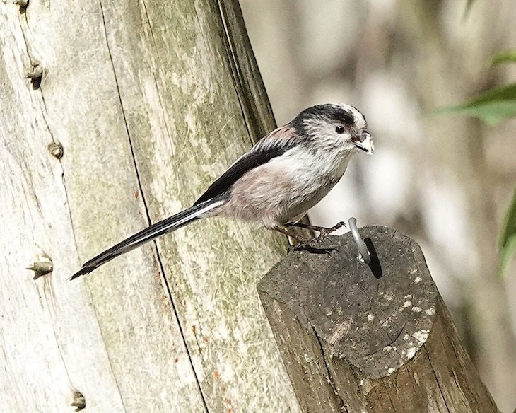 long-tailed tit